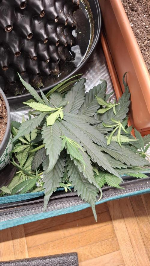 Sweetopia - Paradise Seeds. Week 9 - Day 60 28F