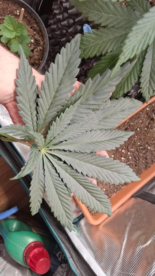 Sweetopia - Paradise Seeds. Week 9 - Day 60 28F