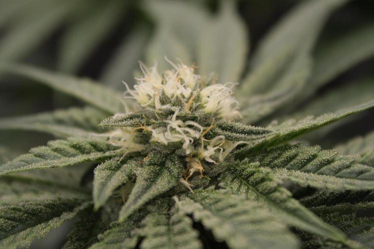 Sweetopia - Paradise Seeds. Week 10 - Day 67 35F
