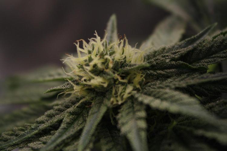 Sweetopia - Paradise Seeds. Week 10 - Day 67 35F