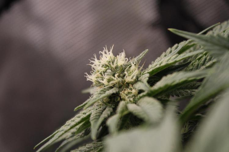 Sweetopia - Paradise Seeds. Week 10 - Day 67 35F
