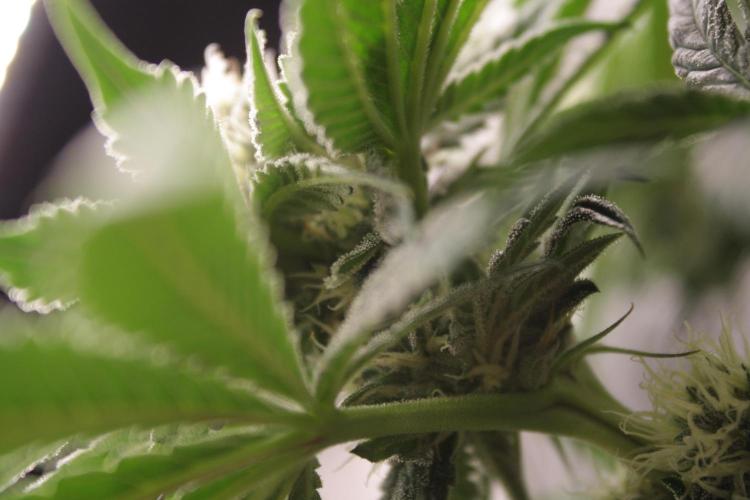 Sweetopia - Paradise Seeds. Week 10 - Day 67 35F