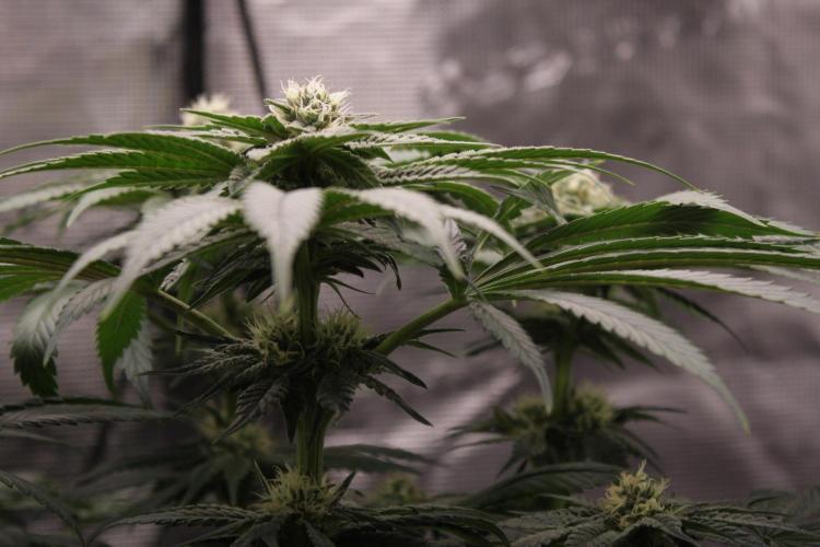 Sweetopia - Paradise Seeds. Week 10 - Day 67 35F