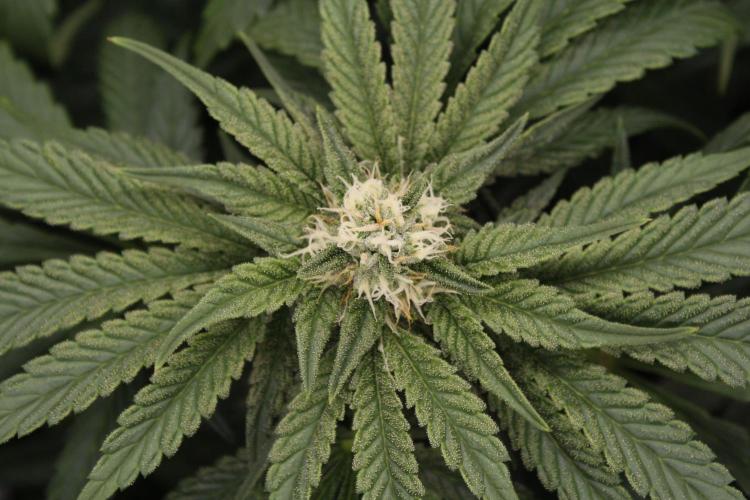 Sweetopia - Paradise Seeds. Week 10 - Day 67 35F