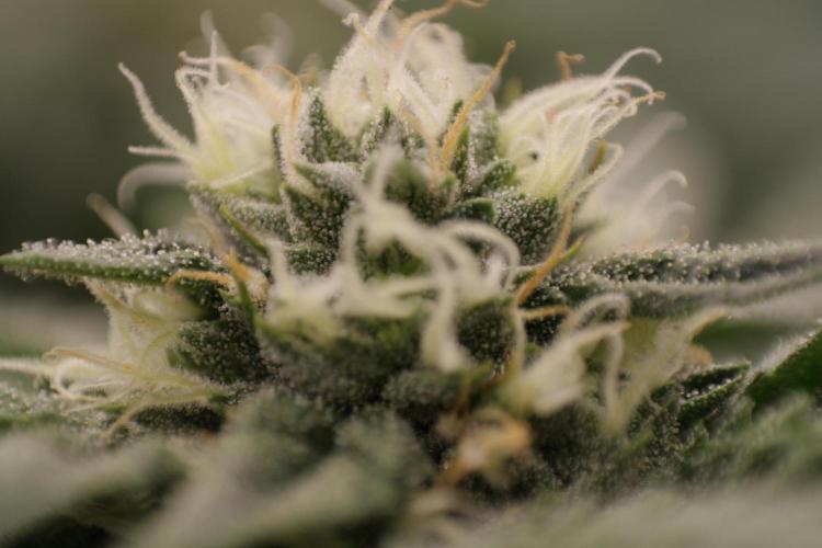Sweetopia - Paradise Seeds. Week 10 - Day 67 35F