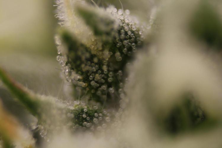 Sweetopia - Paradise Seeds. Week 10 - Day 67 35F