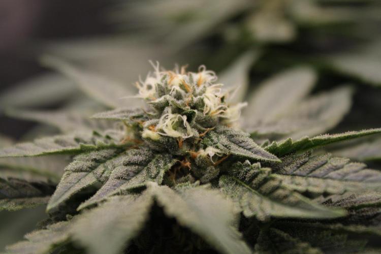 Sweetopia - Paradise Seeds. Week 11 - Day 71 39F