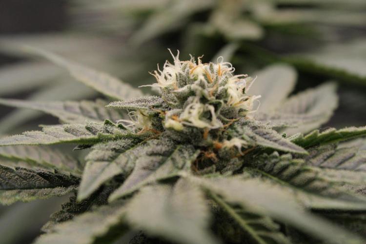 Sweetopia - Paradise Seeds. Week 11 - Day 71 39F