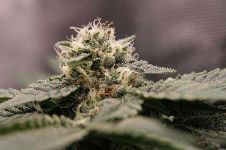 Sweetopia - Paradise Seeds. Week 11 - Day 71 39F