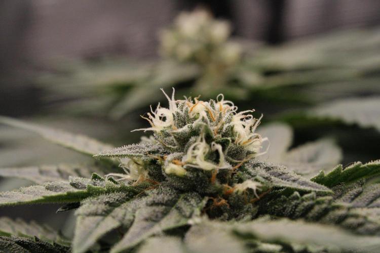 Sweetopia - Paradise Seeds. Week 11 - Day 71 39F