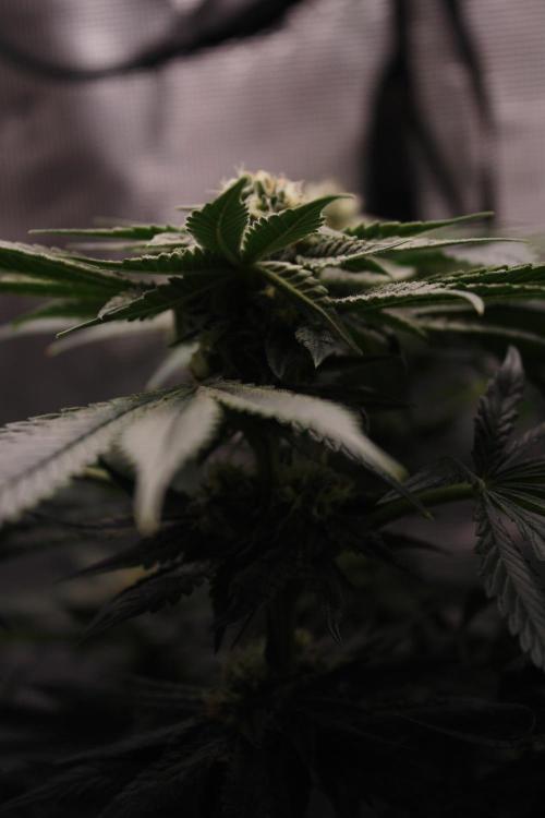 Sweetopia - Paradise Seeds. Week 11 - Day 71 39F