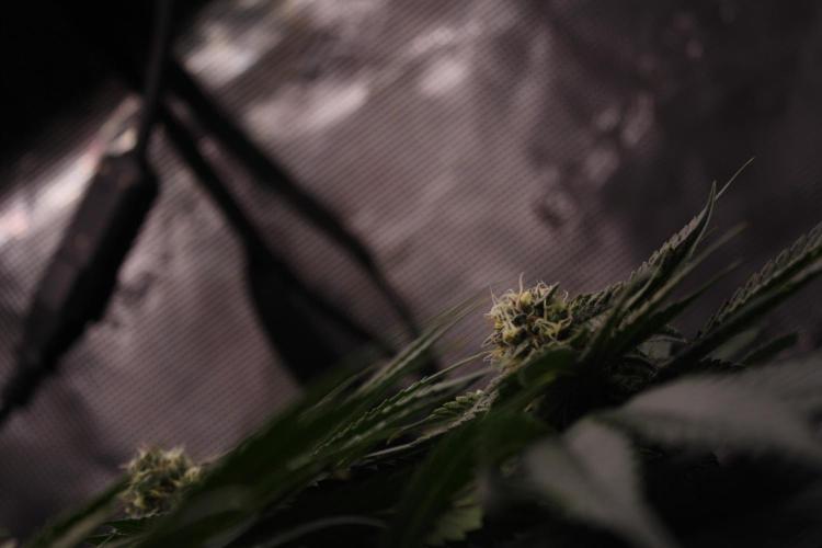 Sweetopia - Paradise Seeds. Week 11 - Day 71 39F