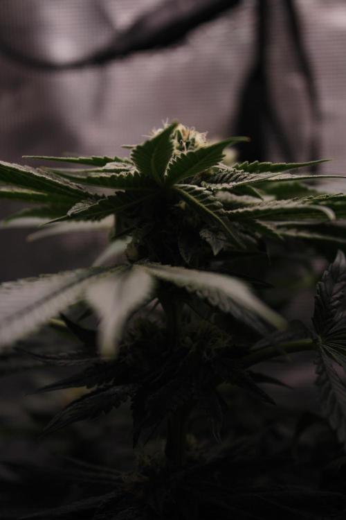 Sweetopia - Paradise Seeds. Week 11 - Day 71 39F