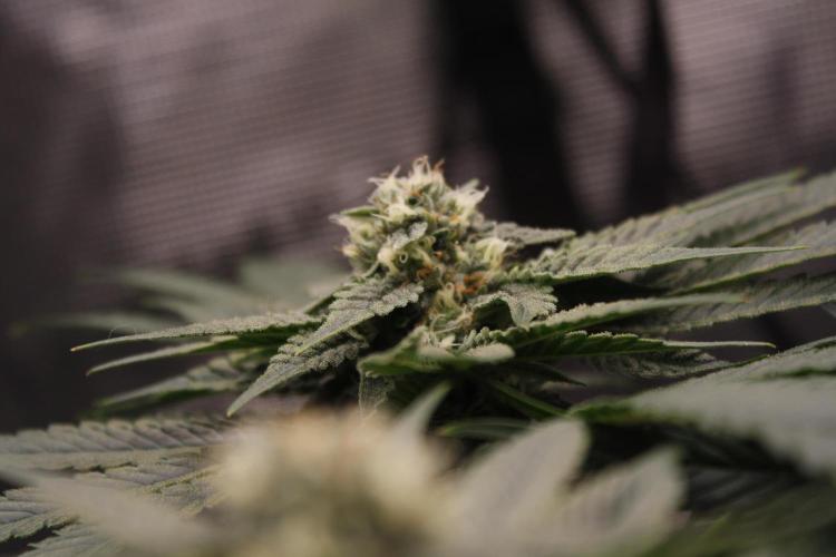 Sweetopia - Paradise Seeds. Week 11 - Day 71 39F