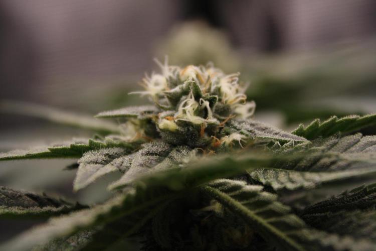 Sweetopia - Paradise Seeds. Week 11 - Day 71 39F