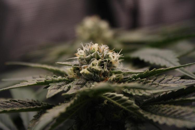 Sweetopia - Paradise Seeds. Week 11 - Day 74 42F