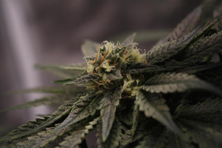 Sweetopia - Paradise Seeds. Week 11 - Day 74 42F