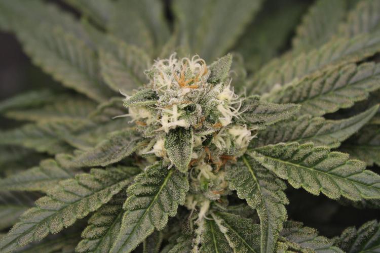 Sweetopia - Paradise Seeds. Week 11 - Day 74 42F
