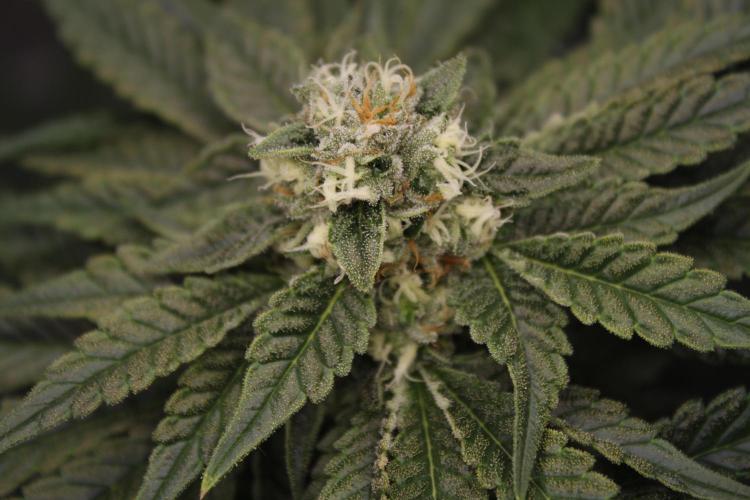 Sweetopia - Paradise Seeds. Week 11 - Day 74 42F