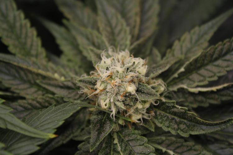 Sweetopia - Paradise Seeds. Week 11 - Day 74 42F