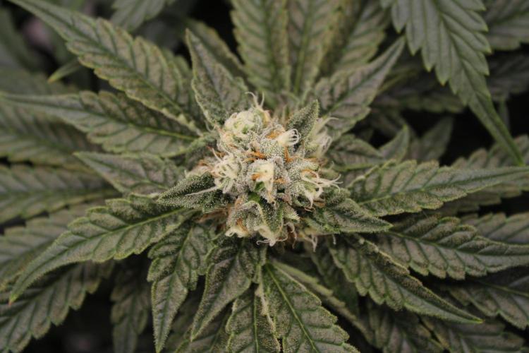 Sweetopia - Paradise Seeds. Week 11 - Day 74 42F