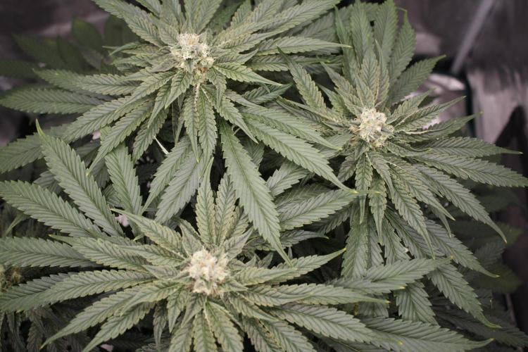 Sweetopia - Paradise Seeds. Week 11 - Day 74 42F