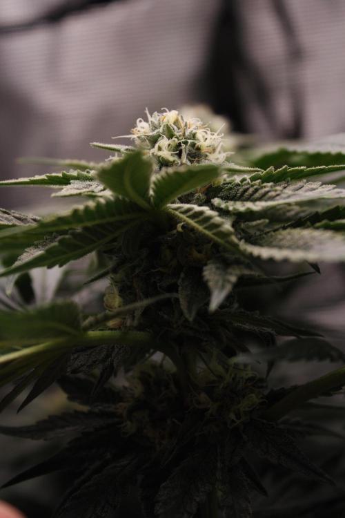 Sweetopia - Paradise Seeds. Week 11 - Day 74 42F