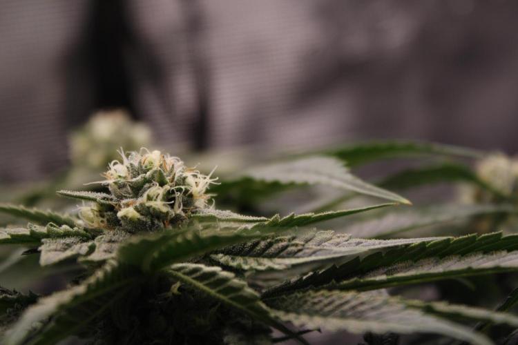 Sweetopia - Paradise Seeds. Week 11 - Day 74 42F