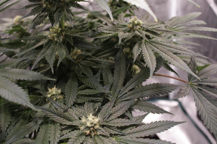 Sweetopia - Paradise Seeds. Week 11 - Day 74 42F