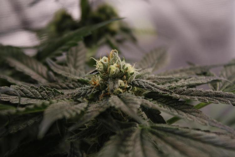 Sweetopia - Paradise Seeds. Week 11 - Day 74 42F