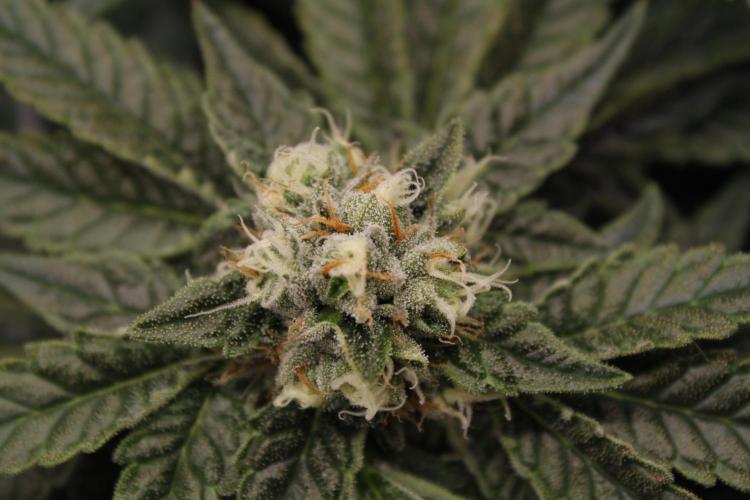 Sweetopia - Paradise Seeds. Week 11 - Day 74 42F