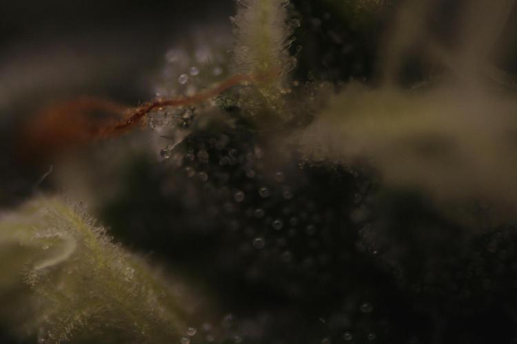 Sweetopia - Paradise Seeds. Week 11 - Day 74 42F