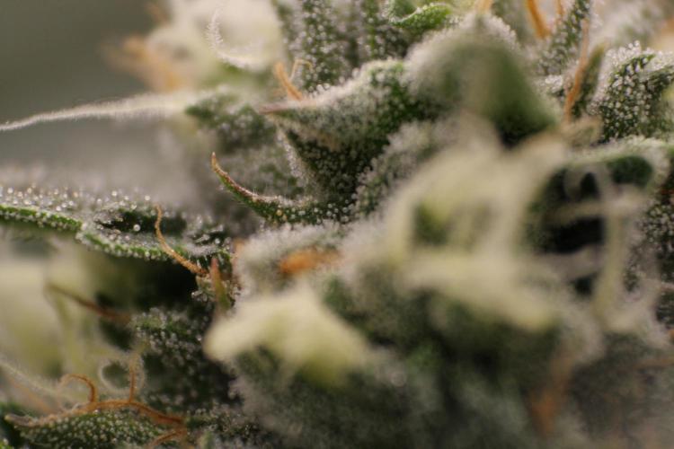 Sweetopia - Paradise Seeds. Week 11 - Day 74 42F