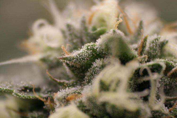 Sweetopia - Paradise Seeds. Week 11 - Day 74 42F