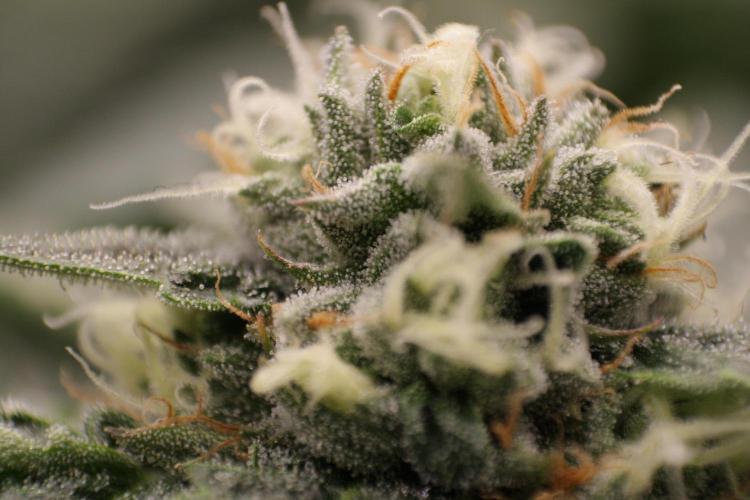 Sweetopia - Paradise Seeds. Week 11 - Day 74 42F
