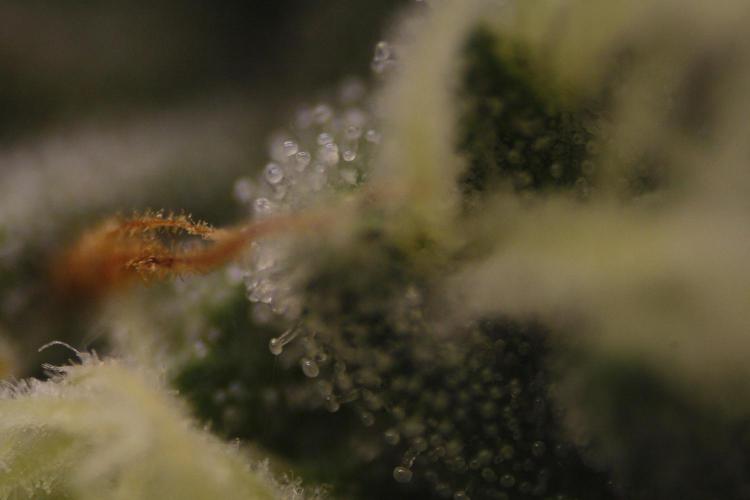 Sweetopia - Paradise Seeds. Week 11 - Day 74 42F
