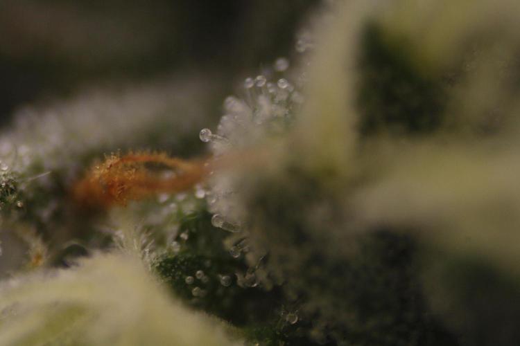 Sweetopia - Paradise Seeds. Week 11 - Day 74 42F