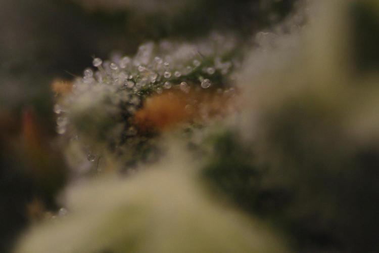Sweetopia - Paradise Seeds. Week 11 - Day 74 42F