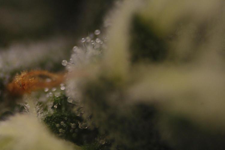 Sweetopia - Paradise Seeds. Week 11 - Day 74 42F