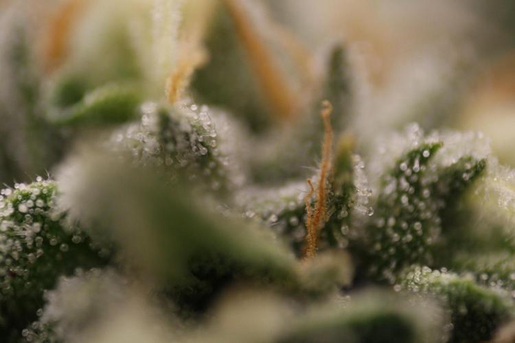 Sweetopia - Paradise Seeds. Week 11 - Day 74 42F