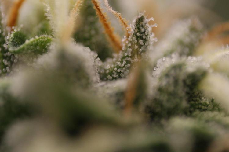 Sweetopia - Paradise Seeds. Week 11 - Day 74 42F