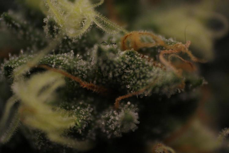 Sweetopia - Paradise Seeds. Week 11 - Day 74 42F