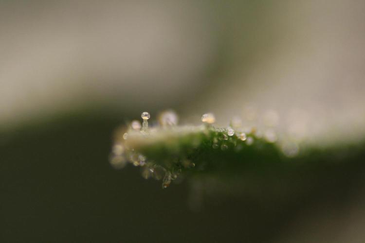 Sweetopia - Paradise Seeds. Week 11 - Day 74 42F