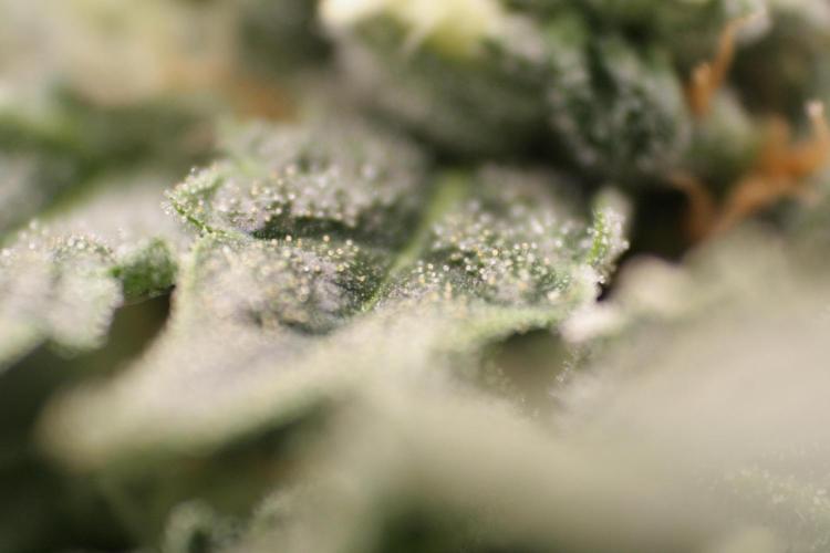 Sweetopia - Paradise Seeds. Week 11 - Day 74 42F
