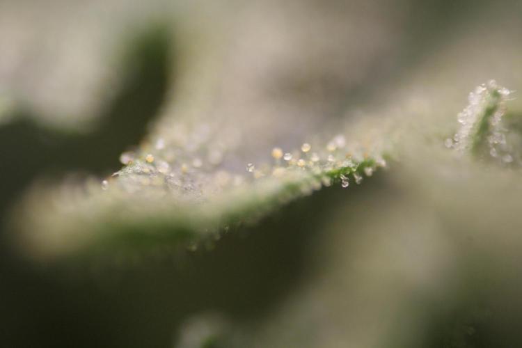 Sweetopia - Paradise Seeds. Week 11 - Day 74 42F