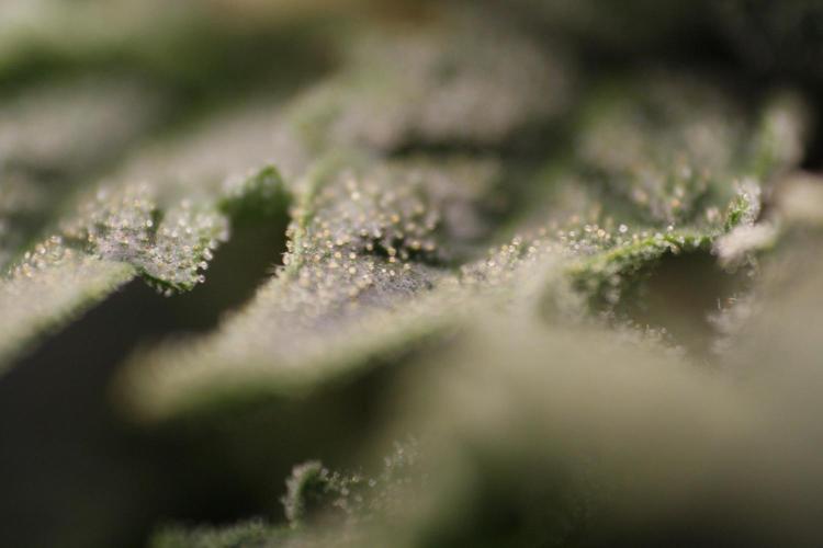 Sweetopia - Paradise Seeds. Week 11 - Day 74 42F
