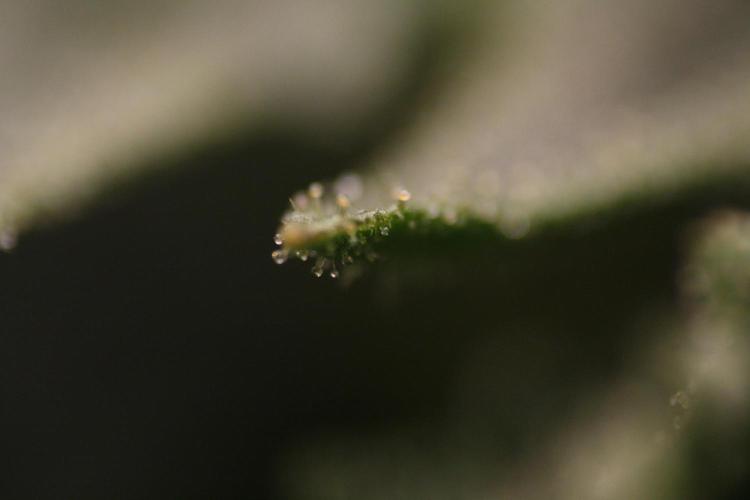 Sweetopia - Paradise Seeds. Week 11 - Day 74 42F