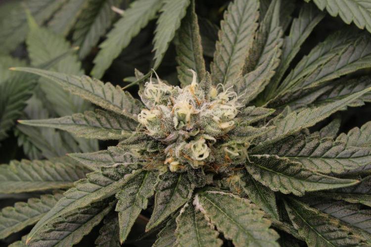 Sweetopia - Paradise Seeds. Week 12 - Day 82 50F
