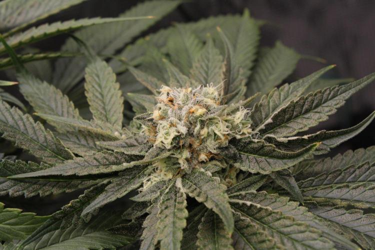 Sweetopia - Paradise Seeds. Week 12 - Day 82 50F