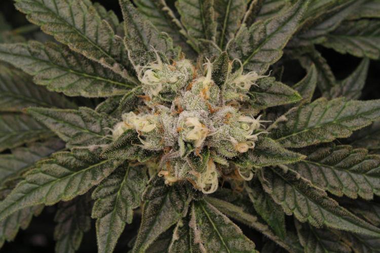 Sweetopia - Paradise Seeds. Week 12 - Day 82 50F